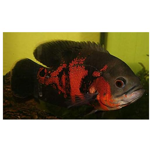 Tiger Oscar Cichlid 2" Live Tropical Fish for Tank or Aquarium Fish