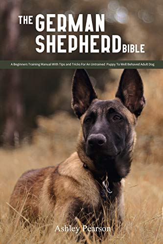 adult german shepherd