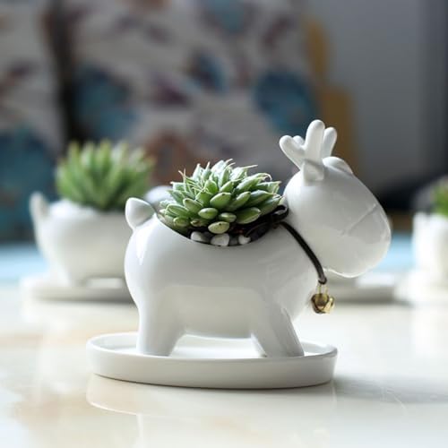 Pots de fleurs décoratifs en céramique pour succulentes