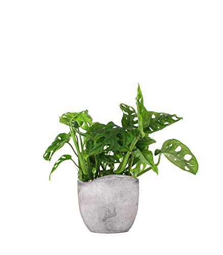 Filodendro pianta vera, Monstera Obliqua o Monkey Leaf | Vaso artigianale FLOB Ø 14 | Altezza 30-35 cm| Flob flower Cemento Onda