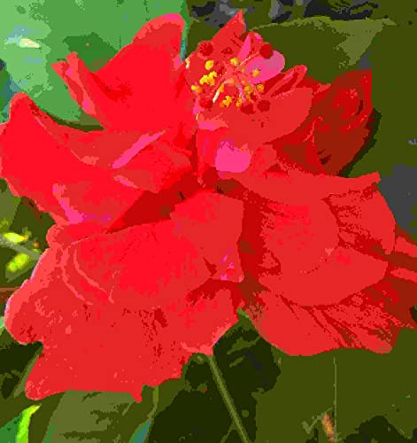 Andersons Double Red Tropical Hibiscus Bush Shrub Live Plant Landscape Type Starter Size 4 Inch Pot Emerald Tm #TOP1