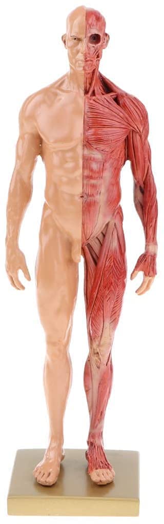 ANATOMY　MALE 　人体模型 Anatomy Tools AnatomyTools