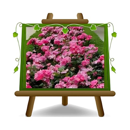 Rose Couvre-sol Pink Knock Out Vase 18 cm