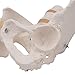 3B Scientific A61 Female Pelvic Skeleton - 3B Smart Anatomy