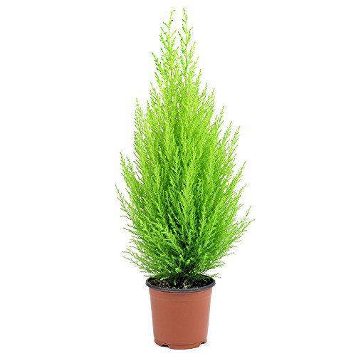 Italian Cypress Wilma Conifer Tree - 2 x Cupressus Plant in 10.5cm Pot, Ideal for Outdoor Gardens, Easy to Grow, Ideal for Borders & Containers by Thompson & Morgan