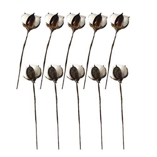 Amosfun 10 peças de flores secas de algodão branco flor ralho artificial fazenda preenchedores de es