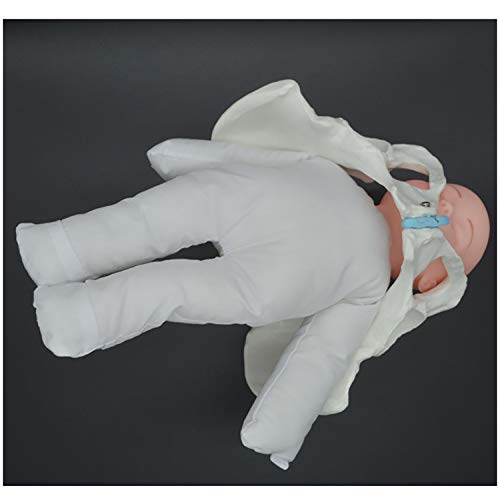 Female Pelvis Childbirth Model Mini Female Pelvis And Baby Model 
