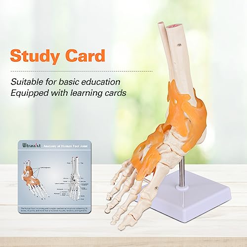 Ultrassist UL0064 Human Foot Joint Model thumb #4