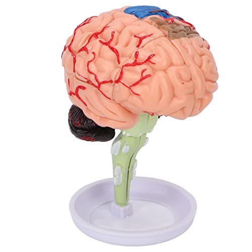 Modelo de cerebro anatómico 4D interactivo con estructura transparente de vinilo 4