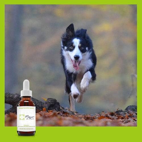 Fleur de bach pour chien