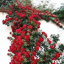 Plantec Js Stocks Live Red Scented Climbing Rose Plant (B09D8JRTXY) Amazon Price History, Amazon Price Tracker