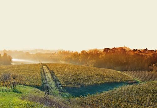 Borgo Molino Prosecco DOCG Asolo Superiore Brut Bio Prosecco (1 x 0.75 l)