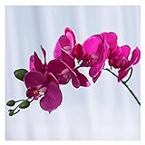 5. Bitte achten Sie darauf, dass die Vase ausgeschlossen, nur 4 Stück künstliche Orchideenzweige, die pro Paket enthalten sind. Und aufgrund unterschiedlicher Messungen erlauben Sie bitte wenig Größe Toleranz