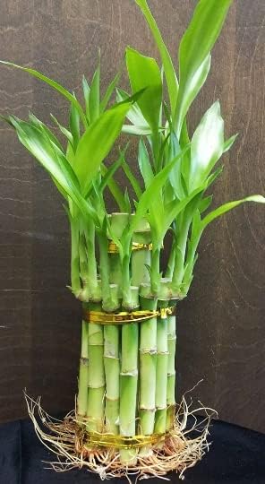 Bambú de la suerte de 2 niveles de 6" y 4" de bambú de la suerte