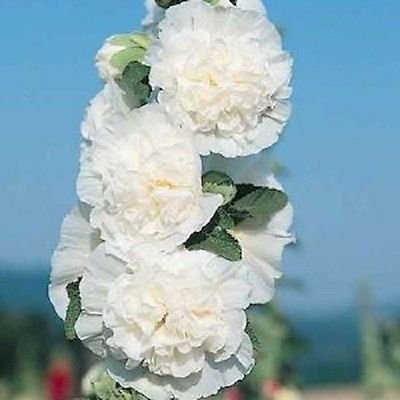 Semi Hollyhock Chaters Bianco Agrifoglio Hock Semi 50 Semi (perenne)