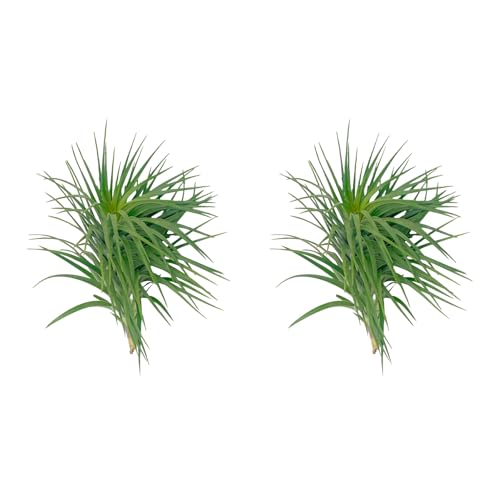 ragnaroc Air Plants - Flowering Tillandsia Pink Paske...