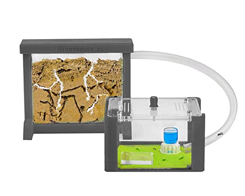 AntHouse - 3D Grey Sand Ant Hill- Basic Kit | Sandwich (4.72 x 3.94 x 0.39 in) + Forage Box (7.09x 3.94 x 1.97 in) | Ant Farm