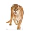 Cougar