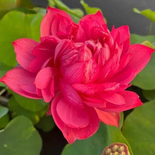 Image of vERY Beautiful All Season Drop Blood Red+YellowWater Lotus(Pack Of-2) /Water Kamal /Water Lily Plant (TUBER) Original Hybrid Veriety Blloming With In 30 Days For Outdoor & Indoor Live Plant.