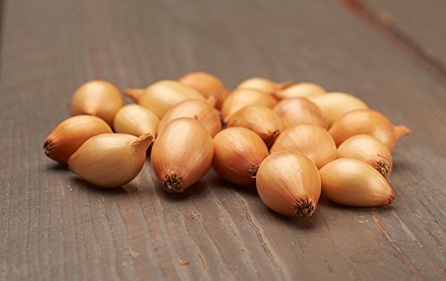 Preisvergleich Produktbild Quedlinburger 360430 Steckzwiebel Sturon (250 g) (Steckzwiebeln)