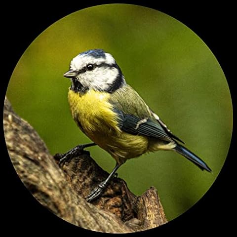 Domed Glass Paperweight - Blue Tit Cover