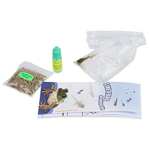 Nature Gift Store 1 Leopard Frog Tadpole: Live Tadpoles