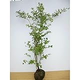 植木 庭木 ブルーベリー・オニール 樹高1.2m前後 根巻 ハイブッシュ系 苗木 苗 植木 庭木 生け垣 kc 1本 1