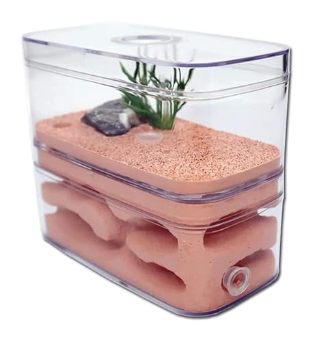 Formicario de Hormigas, Hormiguero Castillo Formicarium Raza. Caja 12x6x10cm