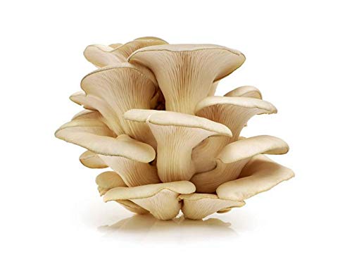 SMA Shyam Mushroom - Oyster Mushroom Spawn And Seed - 500 Gram, Plant (B09HC21Z8C) Amazon Price History, Amazon Price Tracker