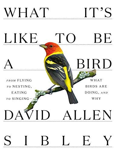 by Sibley, David Allen :: What It's Like to Be