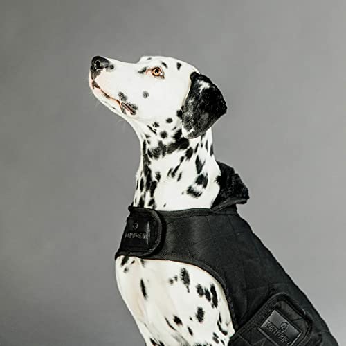 Kentucky - Hundemantel - Schwarz - Dackel - 40cm
