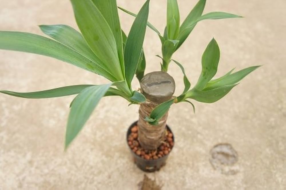 Amazon | 水耕栽培 苗 ユッカ 青年の木（ロング） | 植木