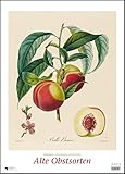  Pierre Antoine Poiteau: Alte Obstsorten 2023 – DUMONT Kunst-Kalender – Poster-Format 50 x 70 cm