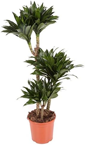 Dracaena Compacta - Maceta 20cm. - 3 troncos - Altura total aprox...