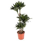 Dracaena Compacta - Maceta 20cm. - 3 troncos - Altura total aprox. 1m. - Planta viva - (envíos sólo a península)