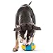 GURU Pet: Rock 'N Treat - Medium - Dog Toy, Treat Dispensing, 6