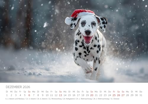 Edition Seidel Premium Kalender Dalmatiner Hundespaß gepunktet 2026 Format DIN A3 Wandkalender Hundekalender Hund Welpe Tierkinder Hunderasse Haustier niedlich