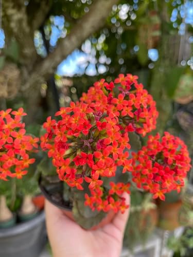 Image of Live Kalanchoe Plant with Pot | Flowering Succulent Plant for Home Garden | Low Maintenance Indoor & Outdoor Decorative Plant | Blooming Potted Plant for Balcony, Terrace & Office Decor
