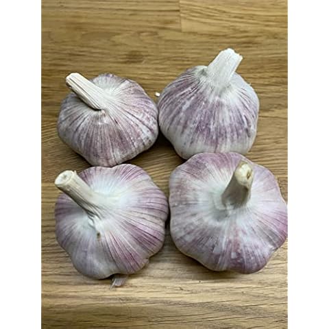 METCHAR Edenrose Garlic Seeds for UK Gardens Cover