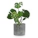 Produktbild Fox&Fern Blumentopf M - 24cm großer Übertopf inklusive Wasserabfluss für Pflanzen im Außen- & Innenbereich - passend für Fox&Fern Blumenständer M (25cm Durchmesser) - Handgefertigt, Farbe: Betongrau