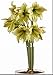 Produktbild Pinkdose 100 teile/beutel Amaryllis Bonsai Blume, Barbados Lilie blumentopfpflanze, Hippeastrum Bonsai für zu hause & Garten Einfach Zu Wachsen: 12