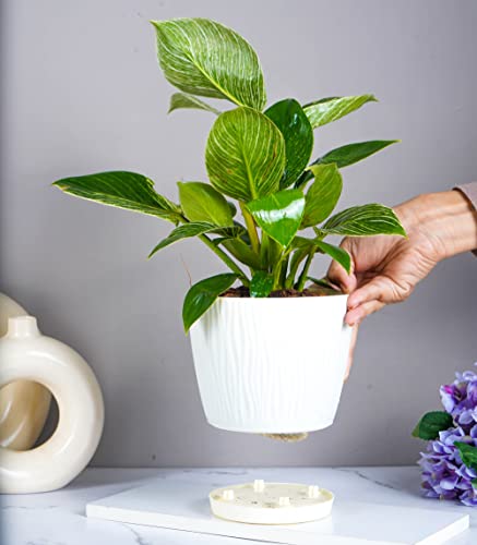 Nurturing Green® Set of 4 Ivory Self Watering Plastic Pots for Plants (5.5 Inch Wide*5 Inch High) with Drainage Holes | Low Maintenance Garden Pots for Plants (Plants & Metal Stand Not Included)