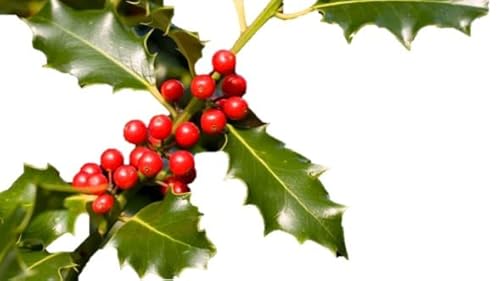 Elemeneto Natural Decorativo Acebo o Ilex Aquifolium Árbol Resisitente a Bajas Temperaturas