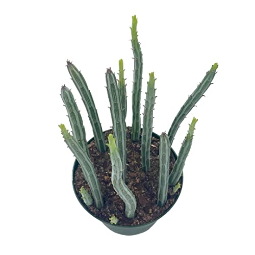 Kleinia Stapeliiformis E.phillips Stapf, Pickle Cactus, Candle Stick Cactus, Inch Worm, Spider Plant, Trailing Jade #TOP2