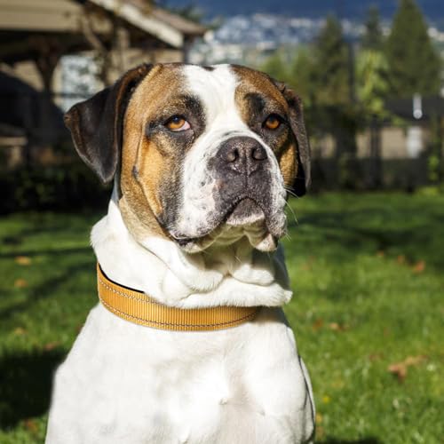 Image of Joytale Reflective Dog Collar, Adjustable Neoprene Padded, Khaki L | Breathable Nylon for Large Dogs, No Chafing on Walks and Outdoor Hikes, Tear-Resistant Webbing, Metal D-Ring, Night Safety