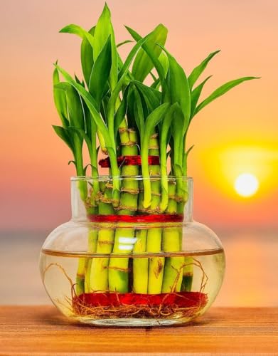 Image of SUGRAM PLANTS Two layer lucky bamboo in Glass & Plastic Pot (Combo of 2) For Living Room or Office table | indoor plants for good luck and air purification