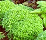 Basil Spicy Globe Great Garden Herb Seeds by Seed Kingdom (200 Seeds)