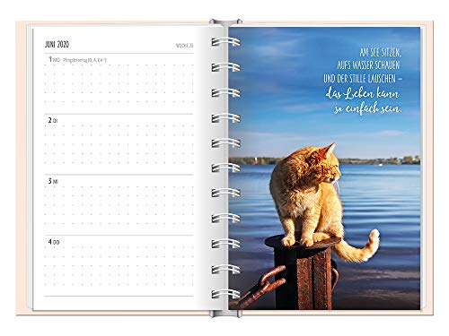 Terminplaner 2020 Samtpfoten