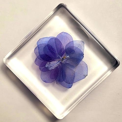 Image of 38mm Real inchNikko Blue inch Hortensia Flower in Crystal Clear Lucite Resin Specimen Sky Blue Hydrangeas Botanist Herb Herbarium Collection for Botany Science Education & Desk Ornament Display Paperweight
