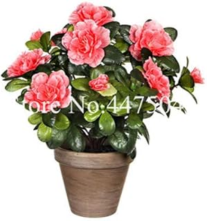 . 100 pcs Rainbow Azalea Bonsai, Covered Tree Rhododendron Azalea Iggy Azalea Flower Looks Like Sakura Japanese Cherry Blooms potte: 8: Only Seeds